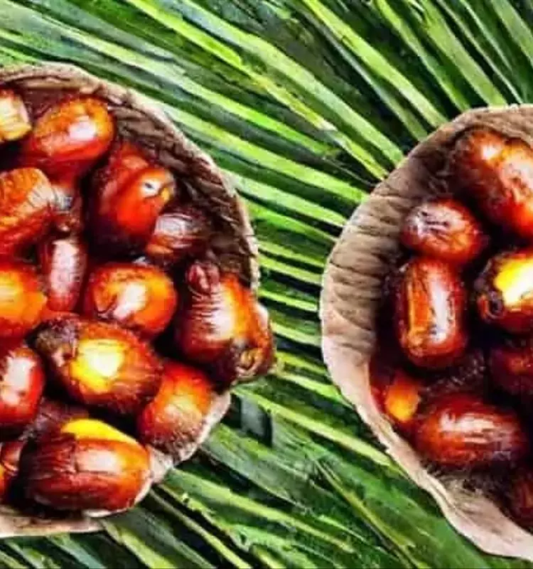 La Palma Aceitera Redefinida: Un Análisis Profundo de su Sostenibilidad Económica y Ambiental