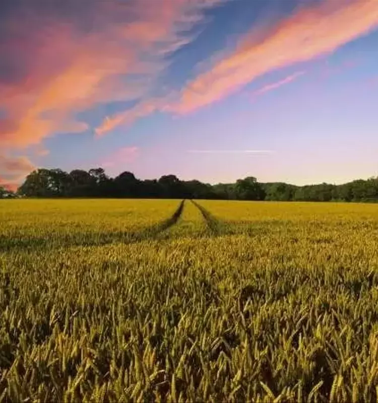 La Agricultura Regenerativa: Un Nuevo Paradigma para la Sostenibilidad Agrícola