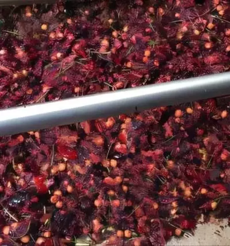 Cerezas Desechadas se Transforman en Superalimento Saludable y Sostenible