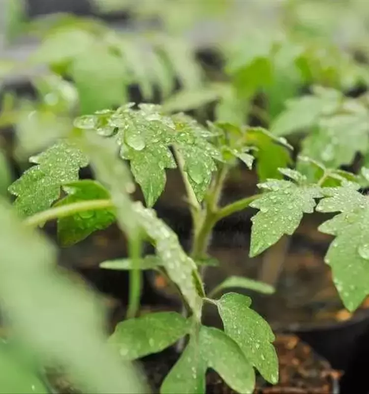 Descubierto Péptido Antagonista 'antiSys' Clave en la Regulación de las Defensas del Tomate