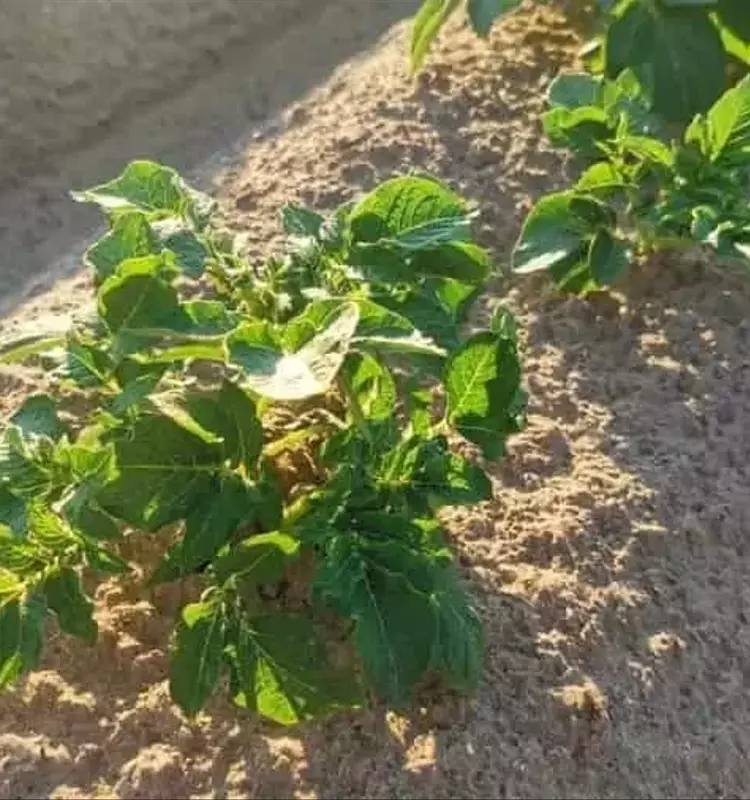 Mejorando la Cultivación de Patatas: La Estrategia del Abono Verde para un Suelo Fértil y Productivo