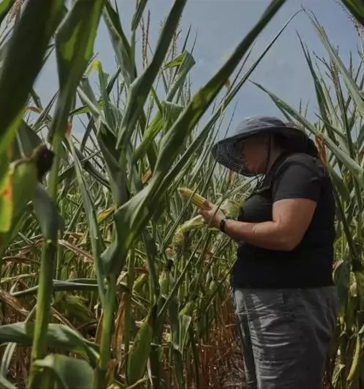 El Futuro del Maíz Bajo la Amenaza Climática: Desafíos y Adaptación en la Agricultura Moderna