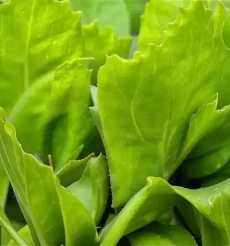 Bacterias Beneficiosas: El Seguro Natural para Cultivos de Invernadero
