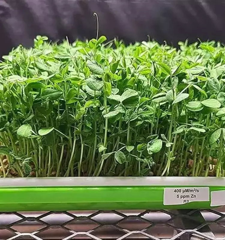 Optimización Nutricional de Microvegetales: El Impacto del Zinc y la Luz