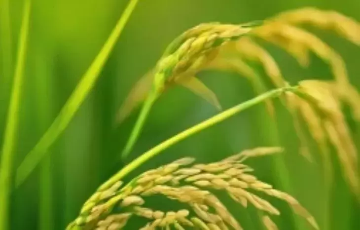 La Resistencia del Arroz a la Modificación Genética Viral: Un Desafío y Oportunidad Científica