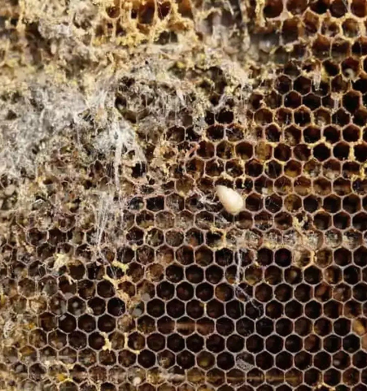 Bipin: Protegiendo Colmenas de la Varroa, la Amenaza Invisible