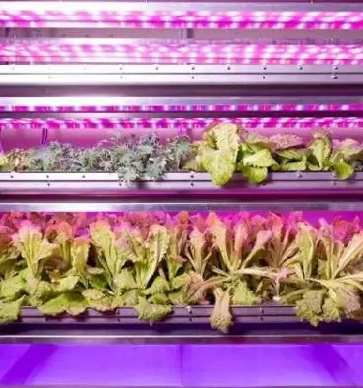 La Vanguardia de la Botánica Espacial: Impulsando Innovaciones en la Tierra