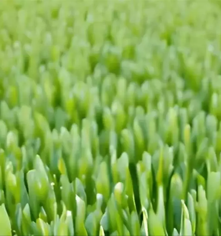 Innovación en Biocontrol: Una Bacteria del Desierto Revoluciona la Agricultura Sostenible