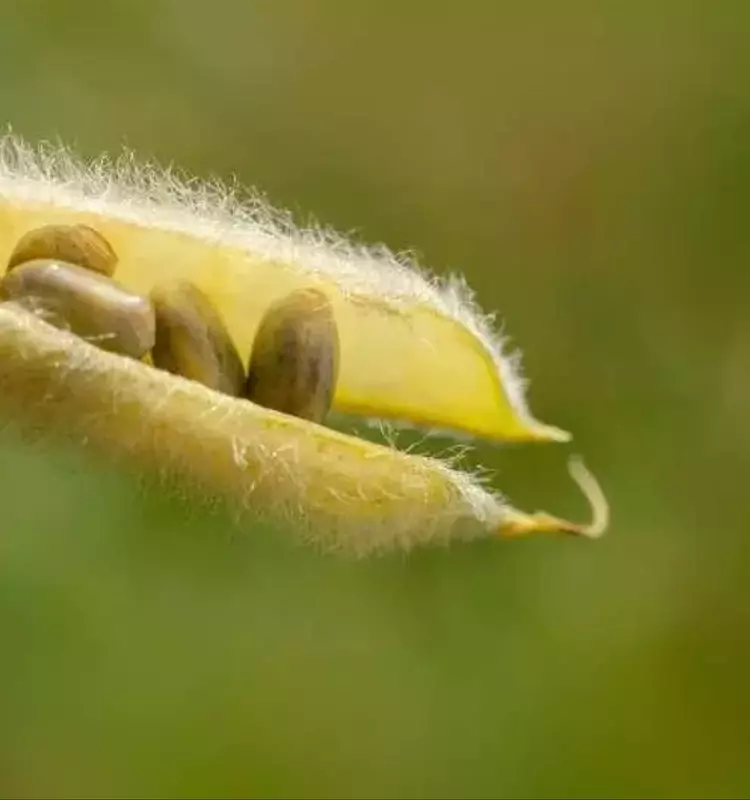 La Hormona Jasmonato: Un Regulador Clave en el Tamaño de las Semillas y la Adaptación Vegetal