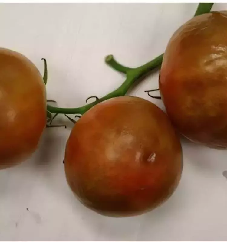 Avance Crucial en la Resistencia del Tomate al Virus ToBRFV