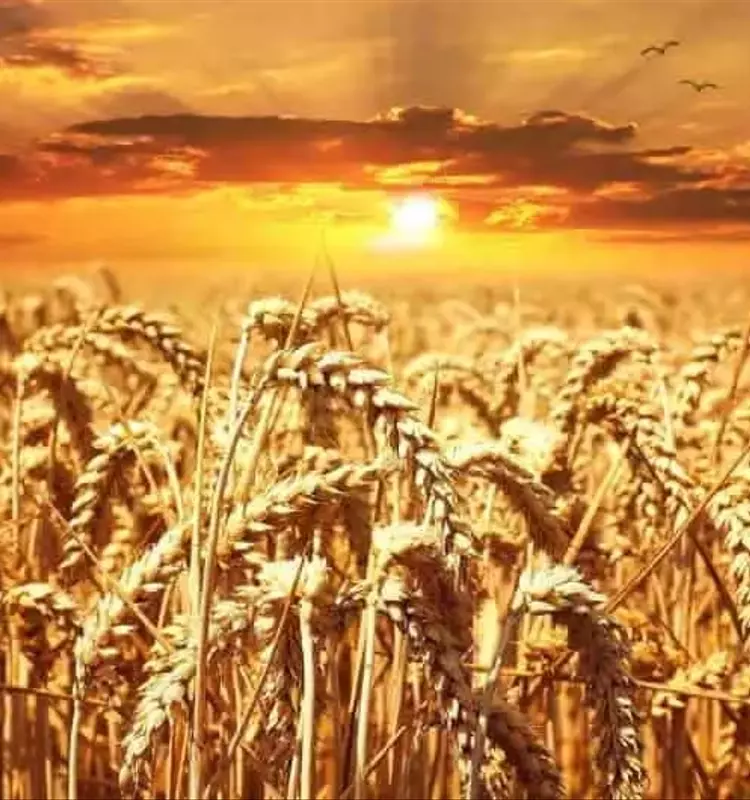 Abono Verde y Trigo: Cultivando la Resiliencia Agrícola con Tecnologías Innovadoras