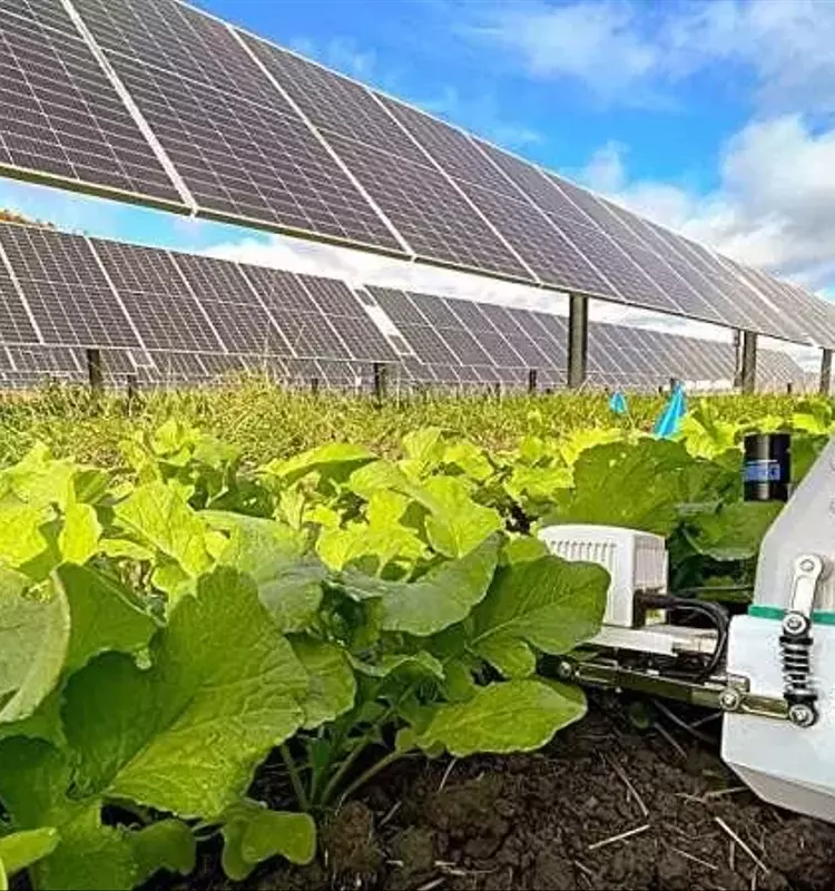 Impacto de la Sombra de Paneles Solares en Cultivos de Otoño: Un Estudio de Cornell