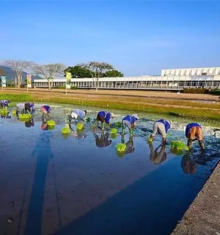 La inteligencia artificial revela claves para la sostenibilidad del arroz tras 50 años de cultivo continuo