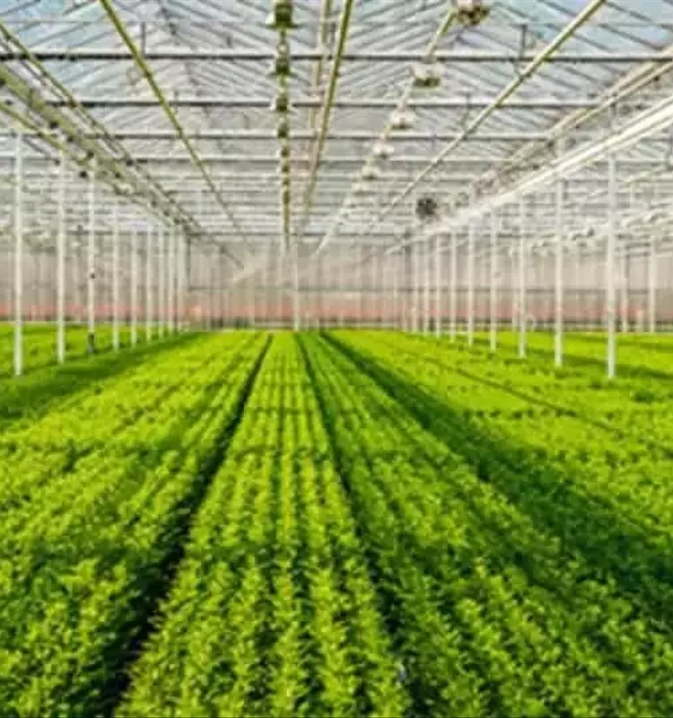 Revolución Agrícola: Control Climático Avanzado en Invernaderos para Maximizar la Productividad