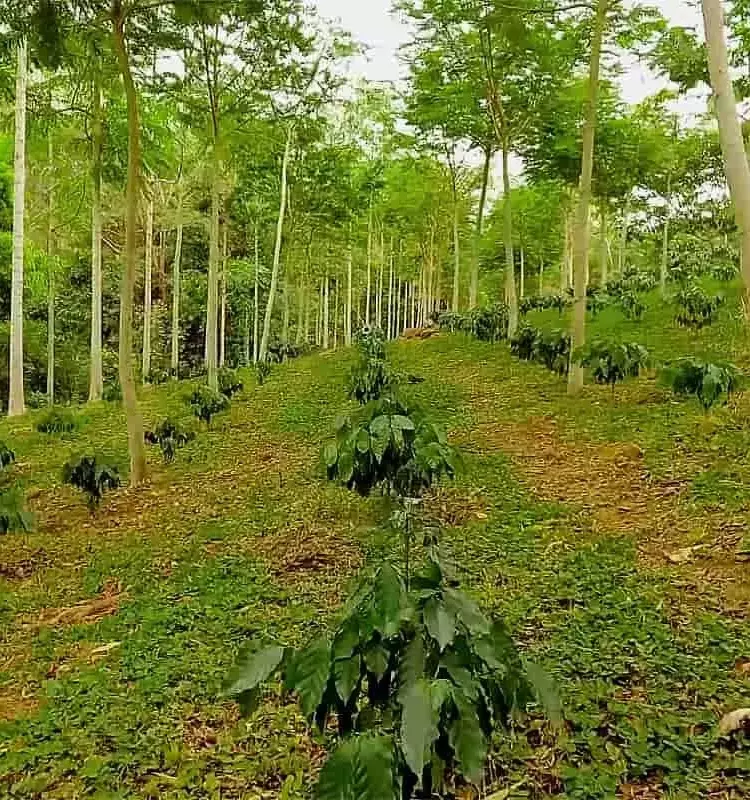 La Agroforestería: Un Legado Ancestral para el Futuro Agrícola Sostenible
