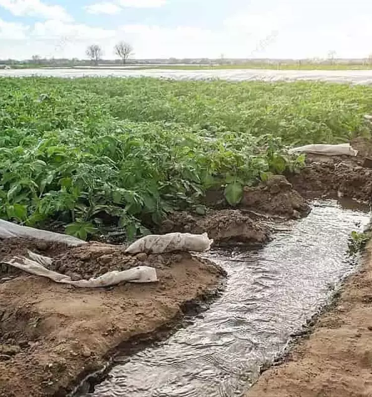 Riego por surcos: un legado agrícola vital para la gestión del agua
