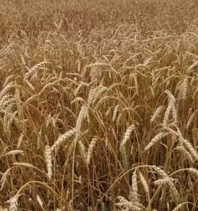 Avance Revolucionario: Inteligencia Artificial Mide el Ángulo de la Hoja Bandera del Trigo para Optimizar su Rendimiento
