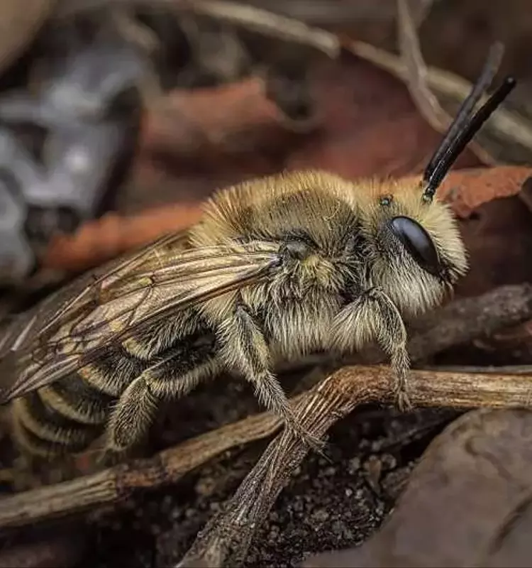Las Abejas de Celofán: Sorprendente Resistencia al Frío y su Rol Esencial en la Polinización