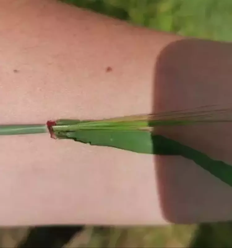 Avances en la Mejora Genética del Trigo: Un Modelo Automático para el FLANG