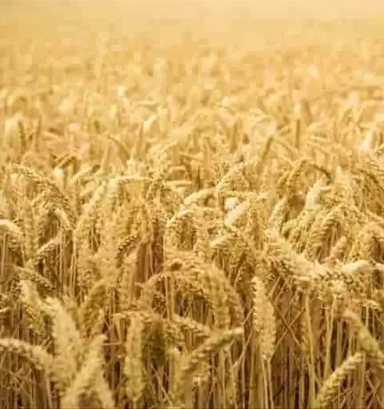 Crisis del Trigo Duro: Precios en Descenso Histórico y Preocupación en Italia