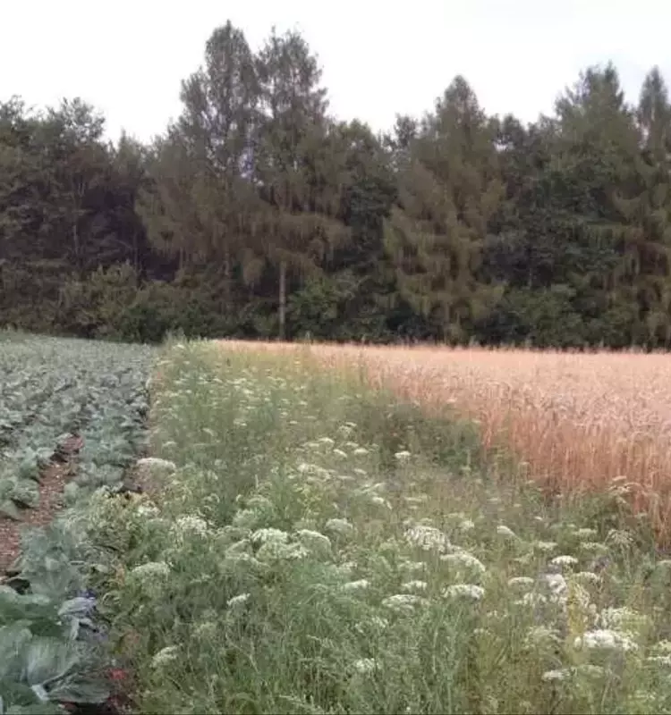 Un Enfoque Integrado: La Clave para la Conservación de la Biodiversidad Agrícola