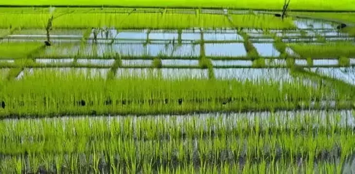 La Agro-Revolución China: Cultivando la Esperanza en Tierras Salinas