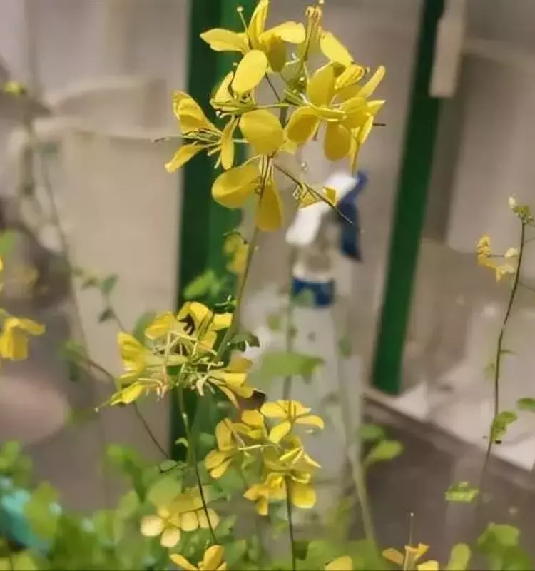Ceniza como Aditivo Clave en la Producción de Biogás y Fertilizantes Orgánicos: Un Estudio Revelador