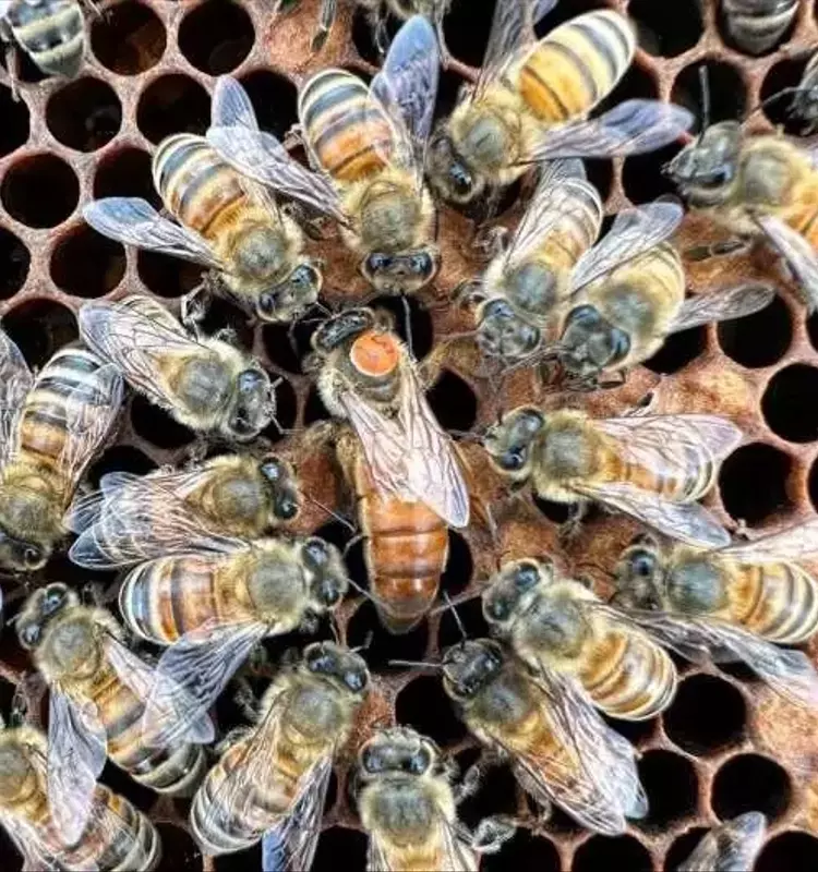 Avances Genéticos en Apicultura: Fortaleciendo Colonias de Abejas