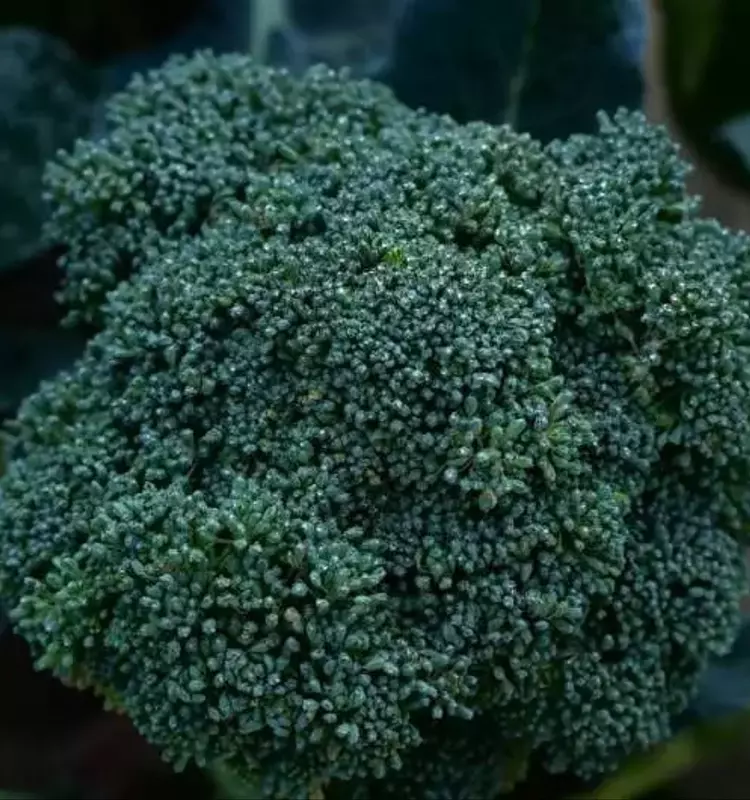 Un Nuevo Desafío en la Agricultura: La Resistencia a Fungicidas en Semillas de Brócoli