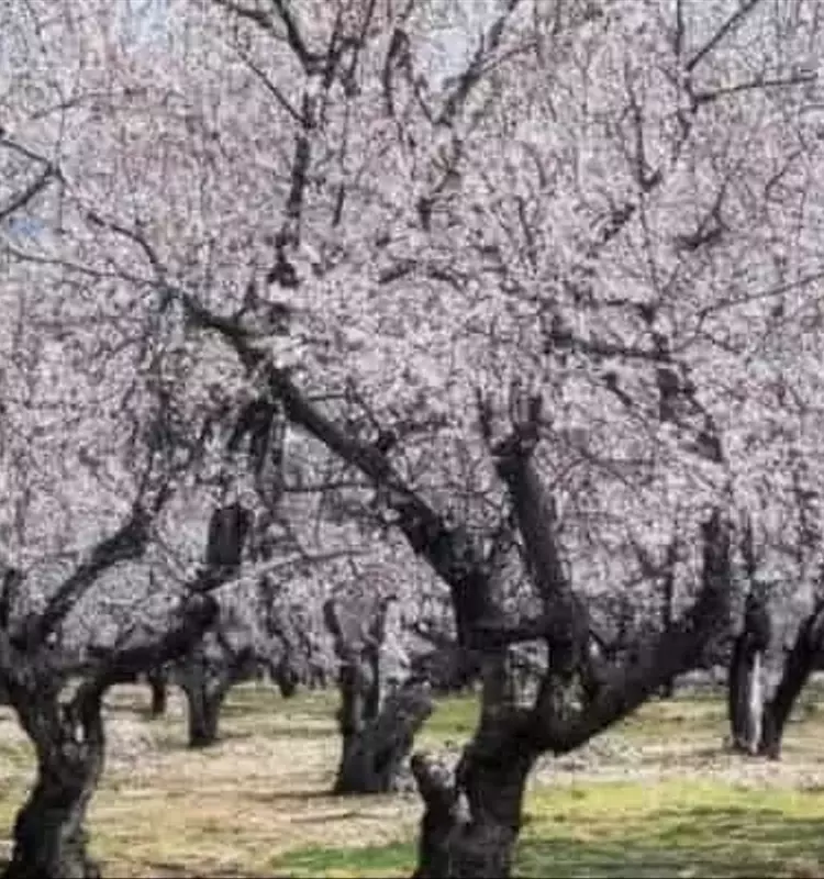 Estrategias de Cultivos de Cobertura para la Nutrición del Almendro en la Horticultura Orgánica Portuguesa