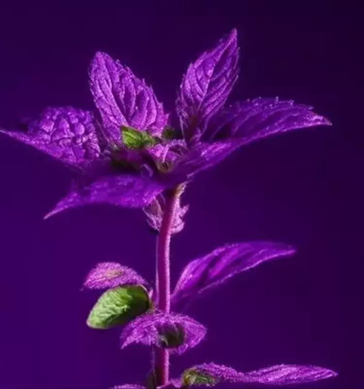 Optimización del Cultivo de Menta en Invernaderos a Través de Iluminación LED y Nutrición Avanzada