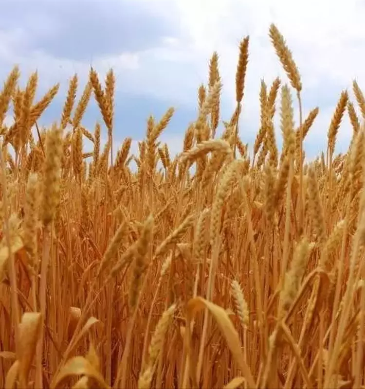 La Glucosa como Impulsor Clave del Crecimiento y la Productividad del Trigo: Un Análisis Detallado