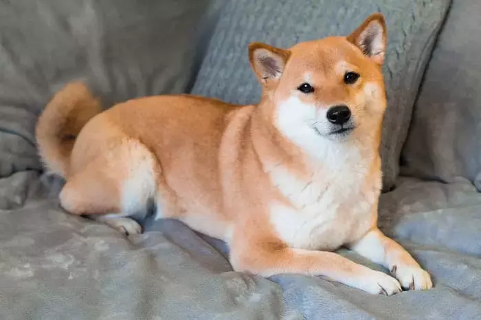 The Meteoric Rise and Volatility of Dogecoin: A Cautionary Tale for Investors