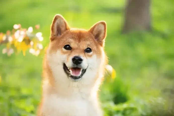 Chewy's Stock Soars Following Dual Analyst Upgrades