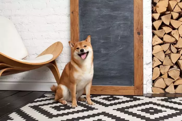 The Unlikely Path to $1 for Shiba Inu: A Deep Dive into Cryptocurrency Valuations