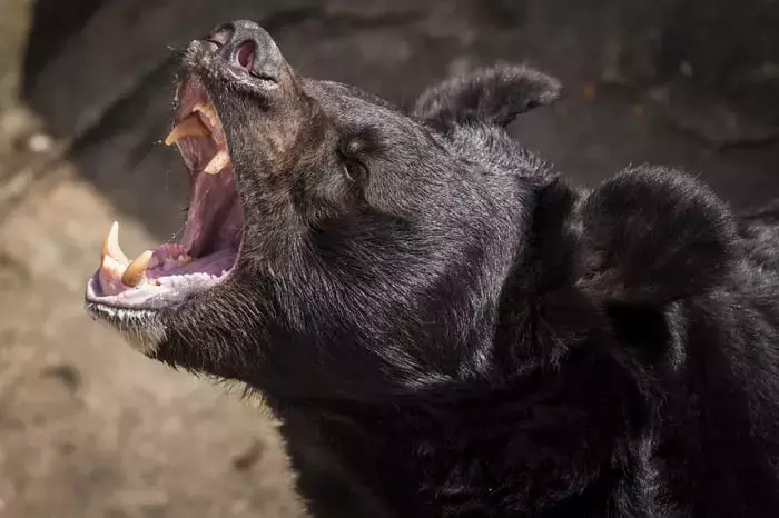 BigBear.ai Stock Soars: Is the Momentum Sustainable?