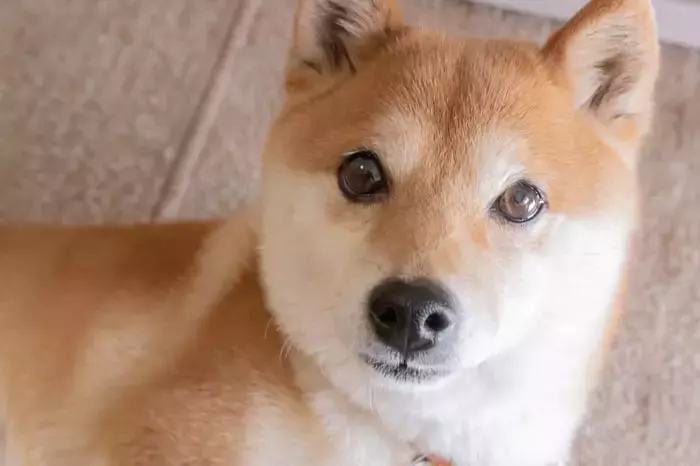 Dogecoin: Three Catalysts for a Potential Resurgence