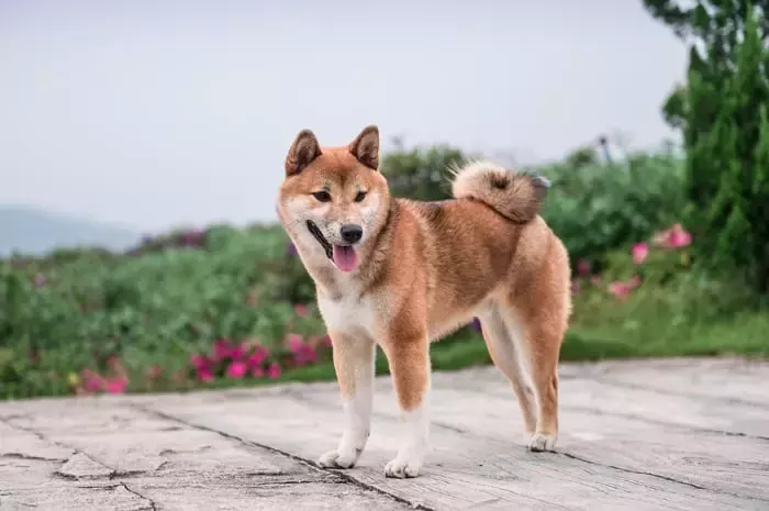 Understanding the Nuances of the First Dogecoin ETF Launch