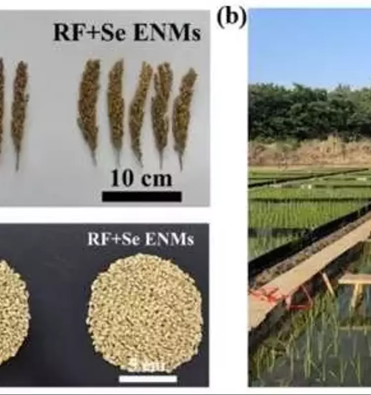 Arroz Nutritivo y Sostenible: Un Avance Científico con Selenio Nanoparticulado