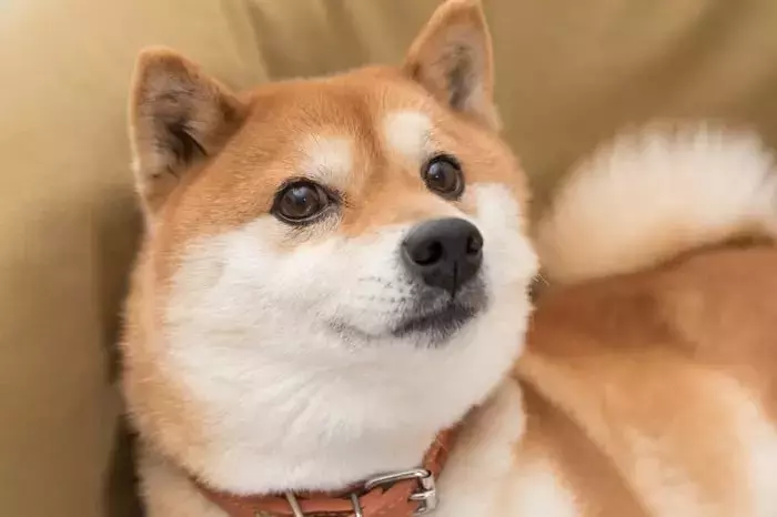 Dogecoin Faces Steep Decline Amidst Broader Crypto Market Downturn