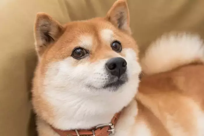 Dogecoin vs. World Liberty Financial: A Comparative Investment Analysis