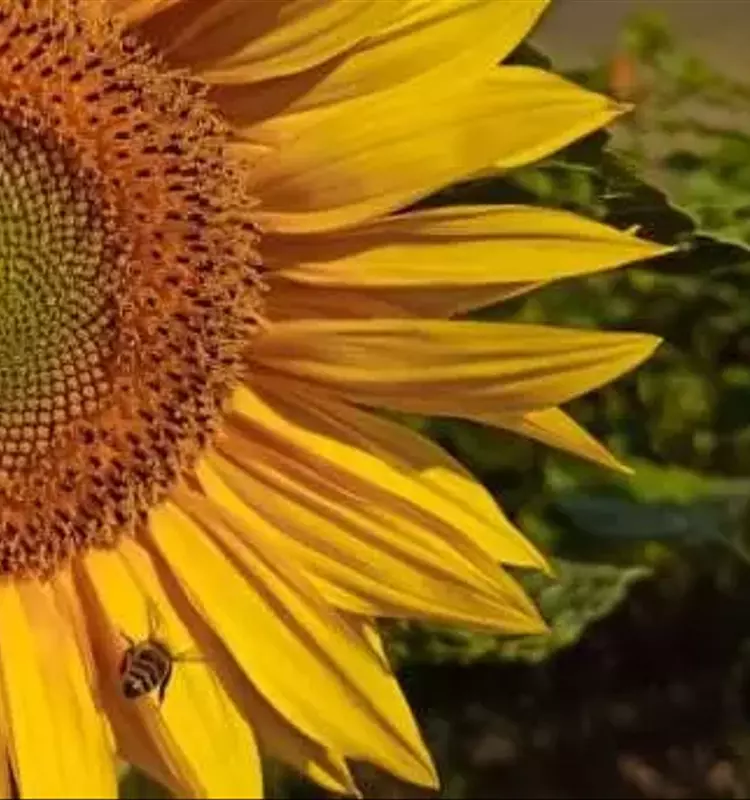 La Biodiversidad y los Polinizadores: Clave para la Estabilidad del Girasol