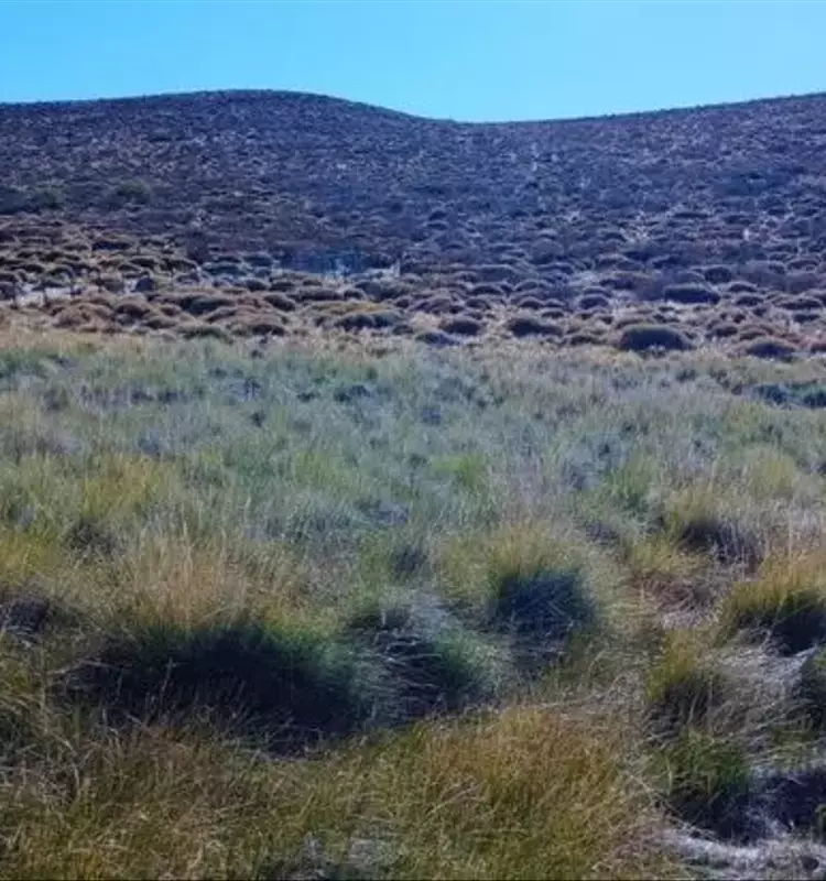 Plantas Silvestres Nativas de la Patagonia: Un Recurso Forrajero Prometedor para Argentina