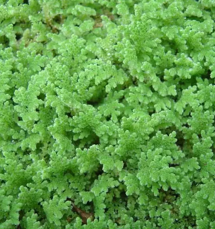 Azolla: Una Solución Ecológica y Económica para la Alimentación Pecuaria
