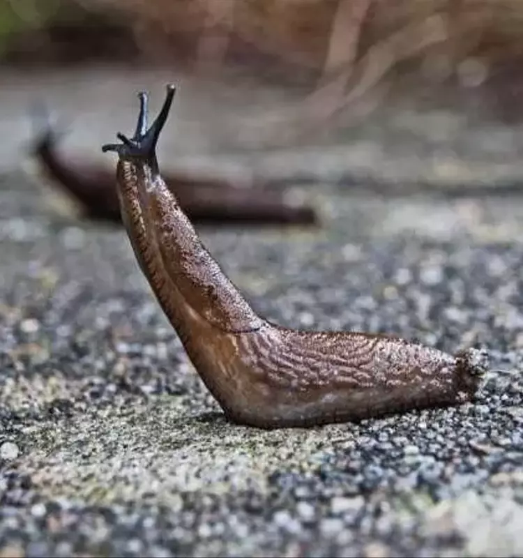 La Batalla Contra las Babosas: Estrategias Innovadoras para la Protección de Cultivos