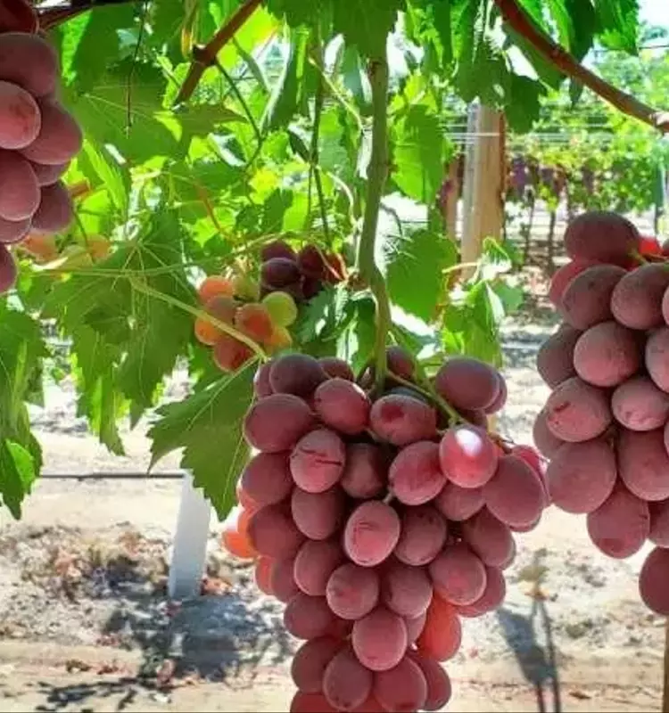 Cornell AgriTech y Sun World Lanzan Innovadoras Variedades de Uva