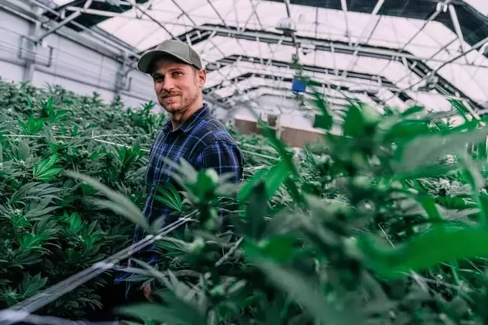 Tilray Brands: Analyzing the Future of a Volatile Cannabis Stock