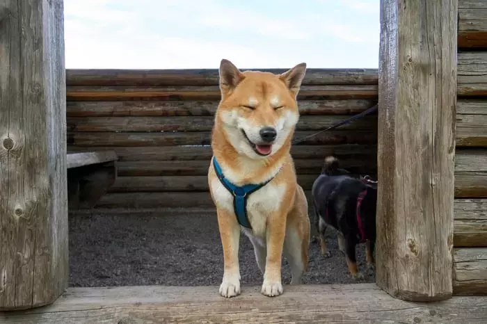 Dogecoin's Market Momentum: Whale Activity and Ecosystem Growth Drive Price Surge