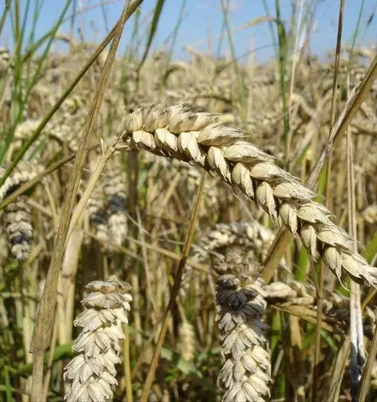 Revelando los Ritmos Internos del Trigo: Clave para la Resiliencia Agrícola y la Nutrición