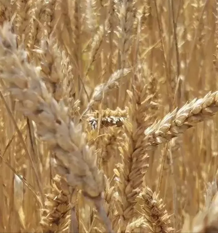 Cronocultura: Un Enfoque Innovador para Optimizar la Producción de Trigo